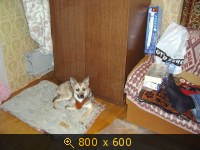 Приветы из дома от пристроенных собак - Страница 11 237624