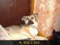 Приветы из дома от пристроенных собак - Страница 11 237625