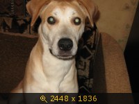 Приветы из дома от пристроенных собак - Страница 11 237627