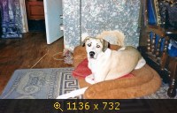 Приветы из дома от пристроенных собак - Страница 11 237634