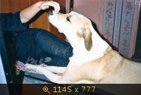 Приветы из дома от пристроенных собак - Страница 11 237636