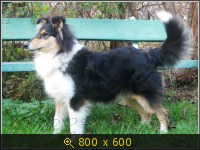 Collie rough kennel DOROFEYA - Golden shore from Odessa