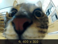 котя
