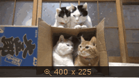 котики