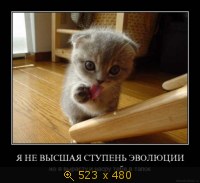 Я не высшая ступень эволюции...