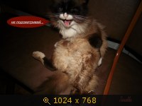 Животные, Россия, четвероногие, картинка 2514491.jpg