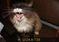 Животные, Россия, четвероногие, картинка 2514492.jpg