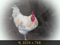 Животные, Россия, птичий рынок, картинка 2514524.jpg