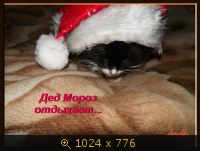 Животные, Россия, четвероногие, картинка 2521073.jpg