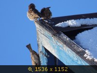Животные, Россия, птичий рынок, картинка 2573588.jpg
