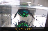 Насекомые №4 - Изумрудный жук (Trigonophorus sp.)