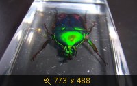 Насекомые №4 - Изумрудный жук (Trigonophorus sp.)