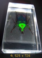 Насекомые №4 - Изумрудный жук (Trigonophorus sp.)