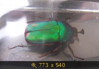 Насекомые №4 - Изумрудный жук (Trigonophorus sp.)