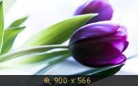 Тюльпаны 5