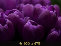 Тюльпаны 9