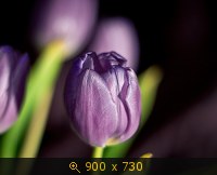 Тюльпаны 10