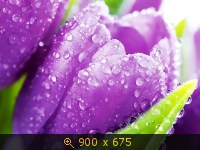 Тюльпаны 13