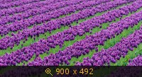 Тюльпаны 15