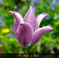 Тюльпаны 16