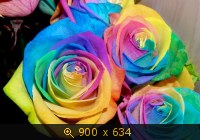 Розы (радужные) 3-8