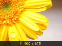 Герберы жёлтые 6