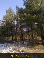 сосны, Белопесоцкий