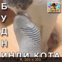 инди кот